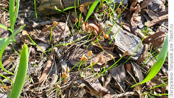 Детки Юпитера