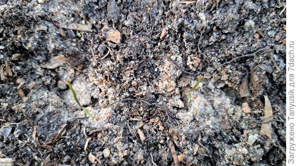 10 мая всходы.