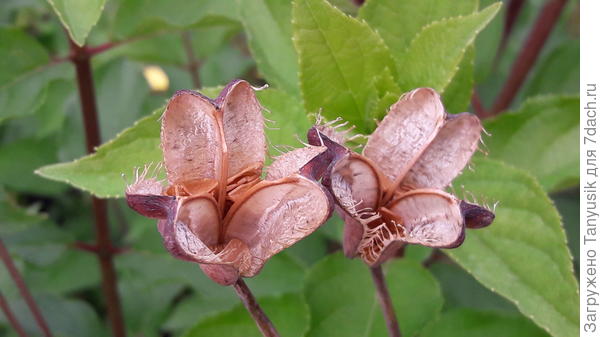 Семена Юпитера