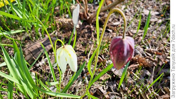 Первое цветение молоденьких рябчиков. Они пока низенькие. Но скоро догонят своих родителей