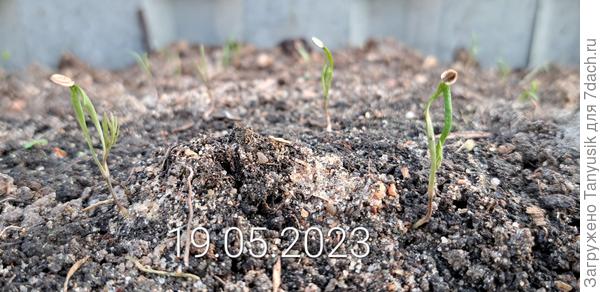 Еще не сброшена семенная оболочка с семядолей, а уже виден первый настоящий листик.