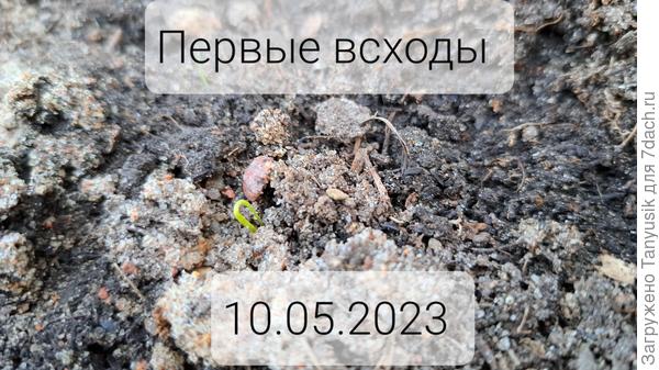 Первая петелька всхода
