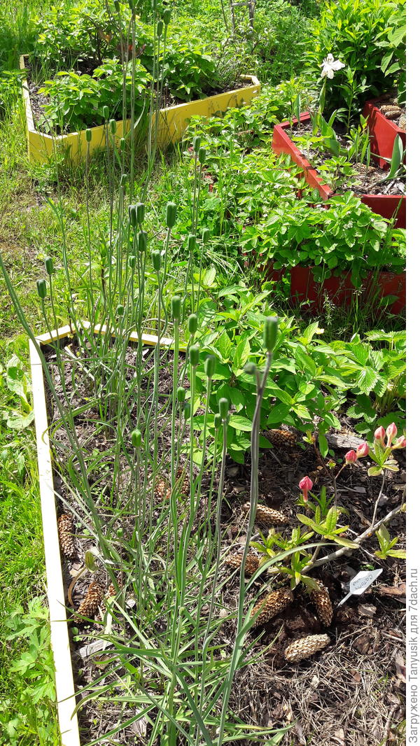 Сейчас он уже отцвел. Видны образовавшиеся семенные коробочки