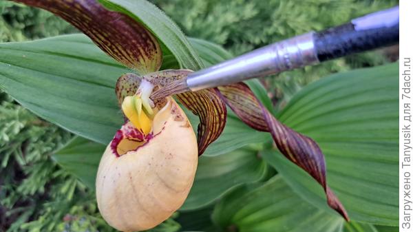 Пробую опылять