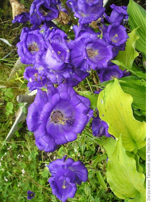 У меня вот такие были &quot;чашки с блюдцами&quot;.