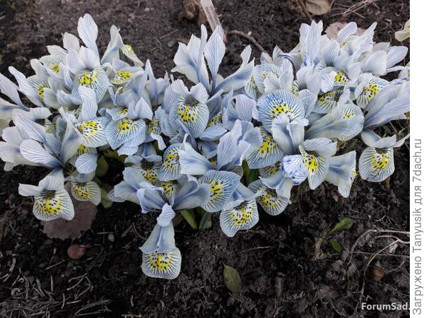 Катарина Ходжкин -самый неприхотливый и обильный