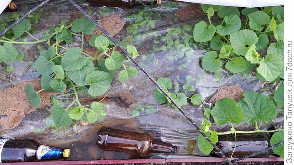 Дынная грядка. Видно, как буйствуют сорняки под пленкой. Совсем не хотят гореть-)) Здесь прищипнула главный стебель после 4-5 листа.