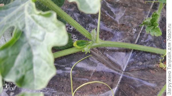 А это зачатки цветочков? Когда они расцветут? И когда еще женские появятся?