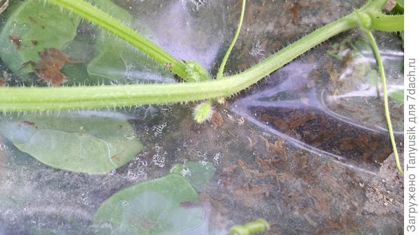 А это зачатки цветочков дыни?