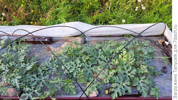 Арбузная грядка. Боковые плети прищипывала, кроме одной.