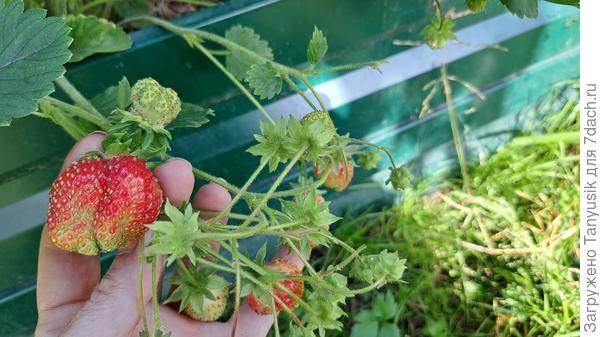 Первые ягоды - крупные