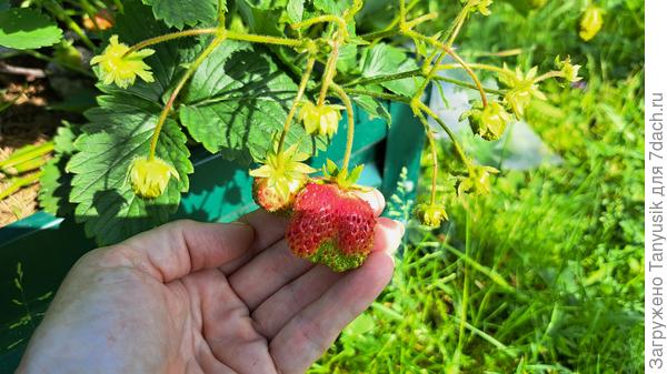 В прошлом году усы отсаживала