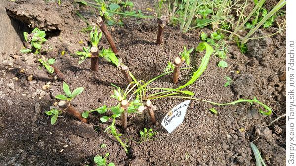 Сняла вторую баклажку. Здесь и черенки все живые (на укоренении с апреля) и сорняк какой-то). Земля отличная: рыхлая и в меру влажная. То, что растет на муравейниках можно хоть все лето не поливать, муравьи сами поддерживают там оптимальную влажность.