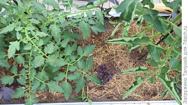 Под мульчей муравьям очень нравится!