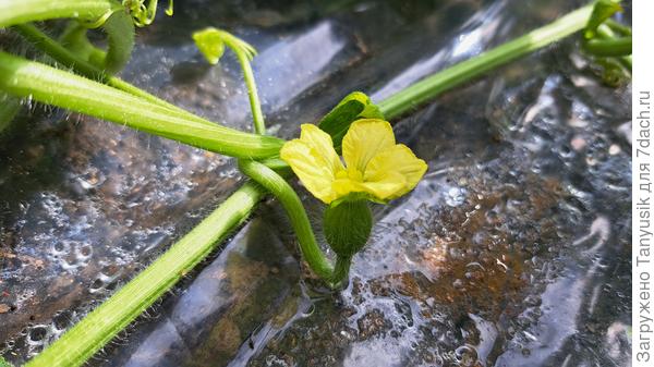 Опыляла его вручную, сорвав мужской цветочек и потыкав в этот