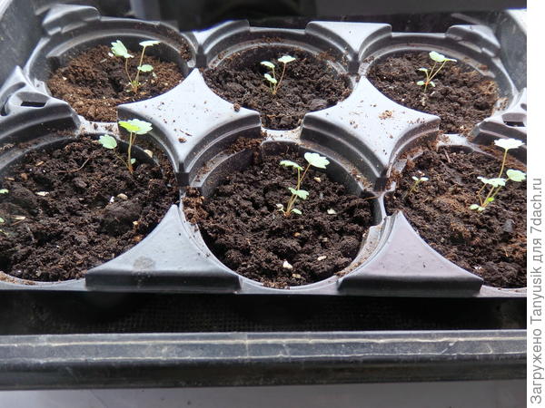 1 марта всходы землянички выглядели так