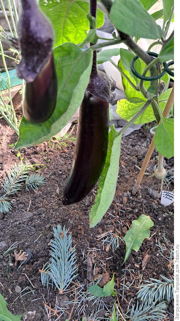 Король севера в парничке.