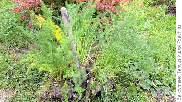 Этот огромный куст вырос за несколько лет. Пора рассаживать