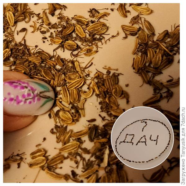 Семена меума