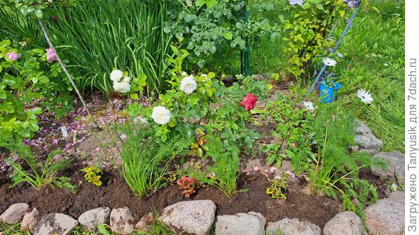 Высаживаю бордюрчик в сочетании с колеусами