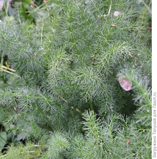 Меум обыкновенный. Эпитет обыкновенный означает то, что это единственный вид в монотипном роде. Нет у него никаких сортов