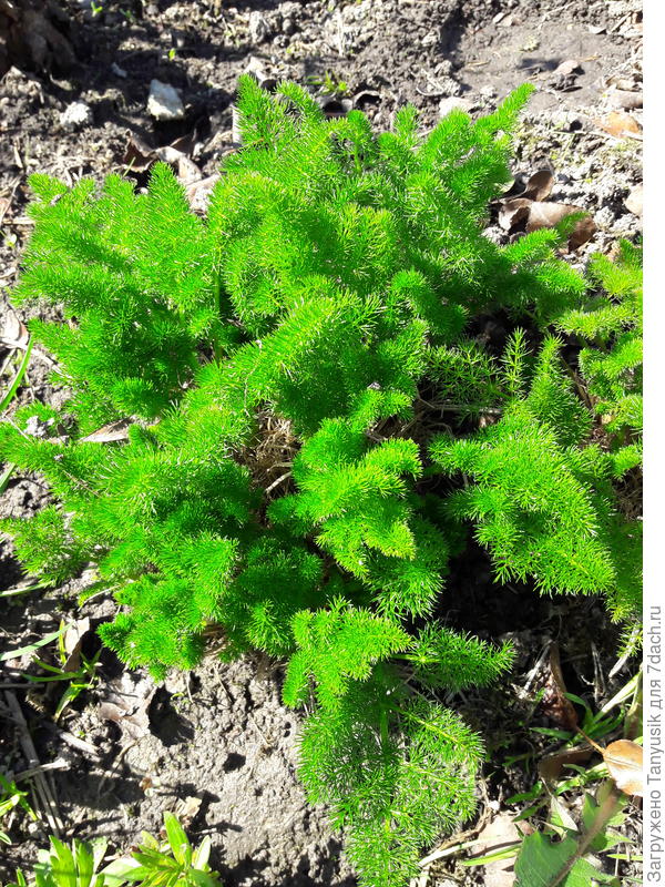 Помимо всех ароматических достоинств это растение еще и очень симпатичное!