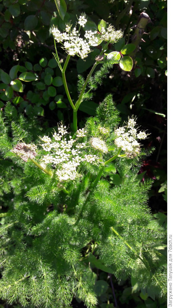 Меум цветет так