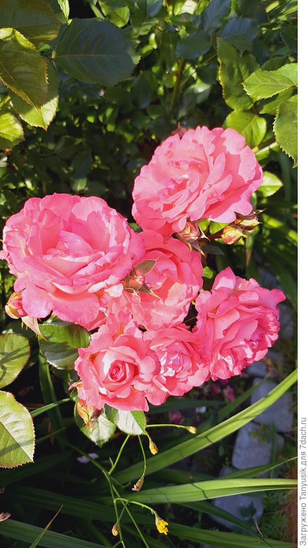 Это уже больше похоже