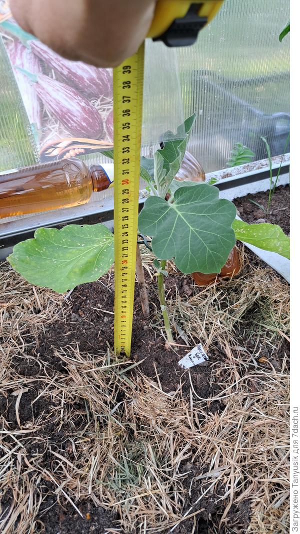 Высота правого (самого маленького) баклажана.