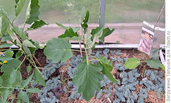 Почву мульчирую скошенной травой и обрезками веточек голубой ели, надеясь, что их запах будет отпугивать вредителей.