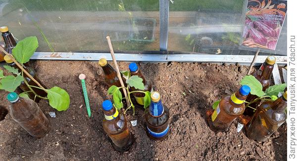 Вокруг баклажанов ставлю темные бутылки с водой для поддержания тепла.