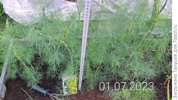 Высота укропа второго посева.