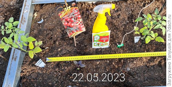 &#39;Сладкую семейку&#39; высаживаю на расстоянии 50 см.