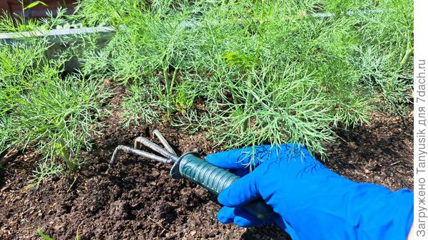 Рыхление почвы после дождя.