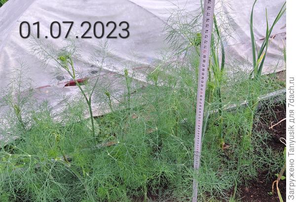 Высота укропа первого посева.