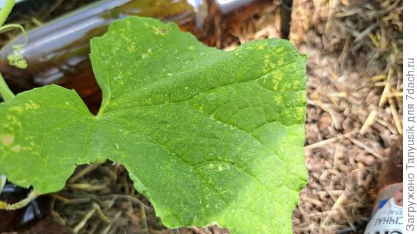 Другая сторона листа огурца