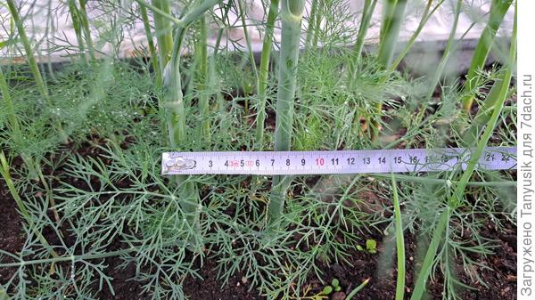 Измерение толщины стеблей укропа.