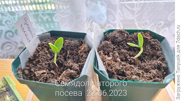 Семядольные листики у огурчиков из второго посева.