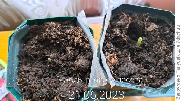 100% всхожесть во 2 посеве.