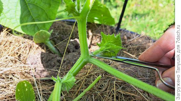 До 5 листа удаляем все побеги и завязи.