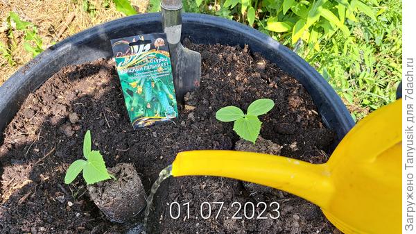 Корневая хорошая! 2 семядольных листика и один настоящий.