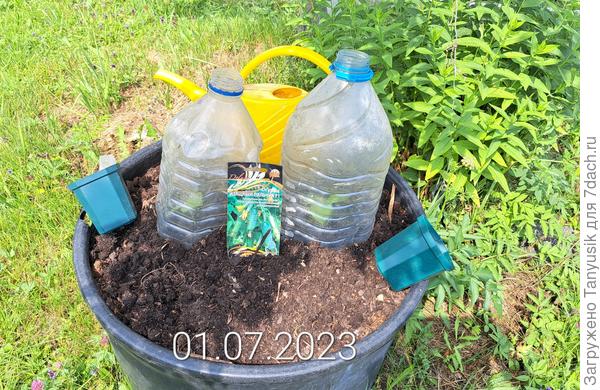 А чтобы огурчики лучше приживались, накрыли их 5-литровыми пластиковыми бутылками с обрезанным дном, пробки сняли.