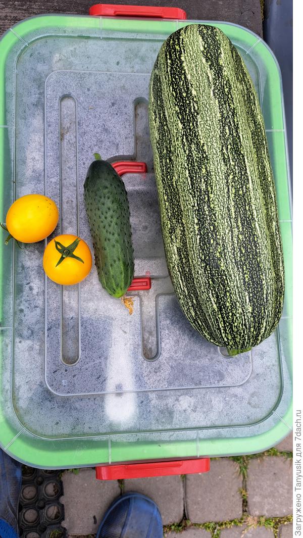 Первый урожай 2023. 25 июля