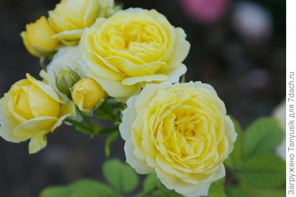 Комтесс де Бари. Фото из инета.