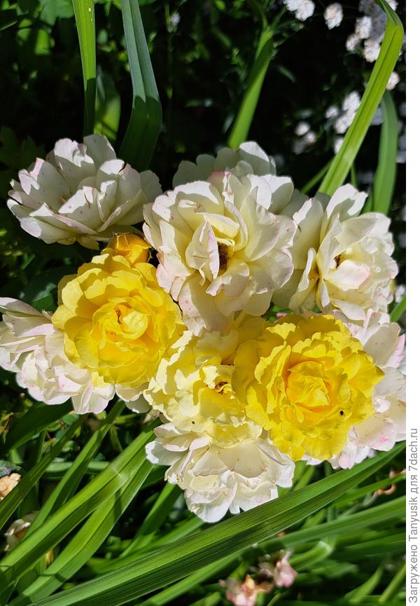 Моя Комтесс де Бари.