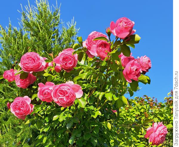 Мой опыт выращивания корнесобственных роз - 30 лет. Это моя любимая роза - Леонардо да Винчи. Ее черенкую кажлый год .