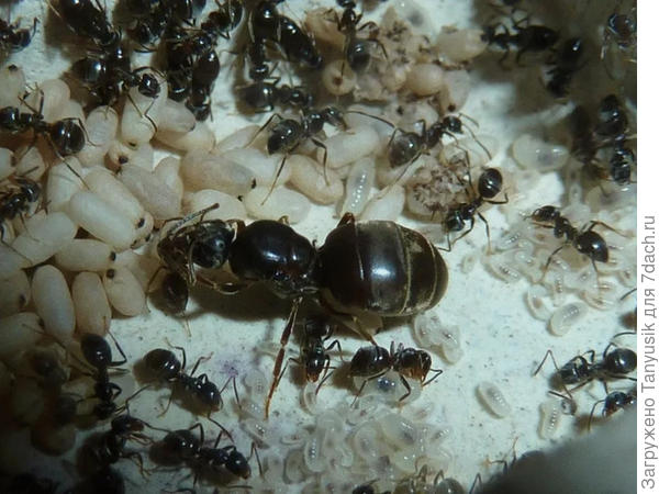 Вот она — воистину сильная и независимая женщина! Построила целое королевство на своих хрупких плечах!