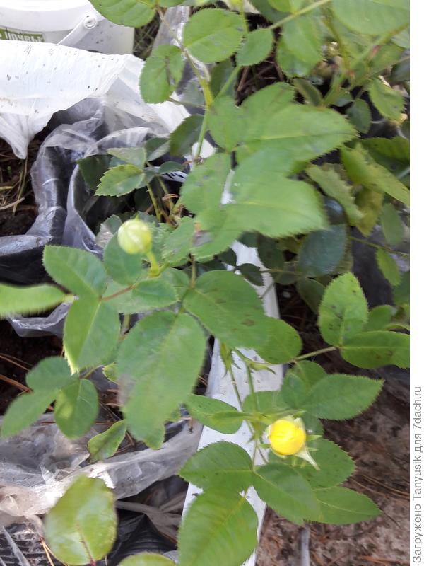 Годовалая Комтесс де Бари