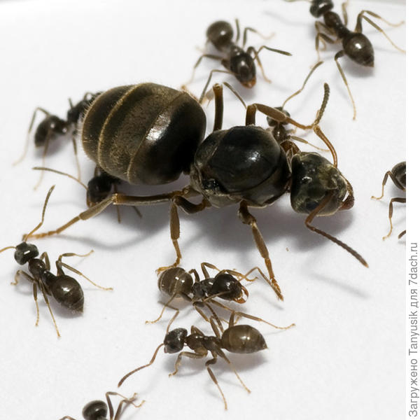 Так выглядит Черный садовый муравей. Царица и рабочие муравьи.