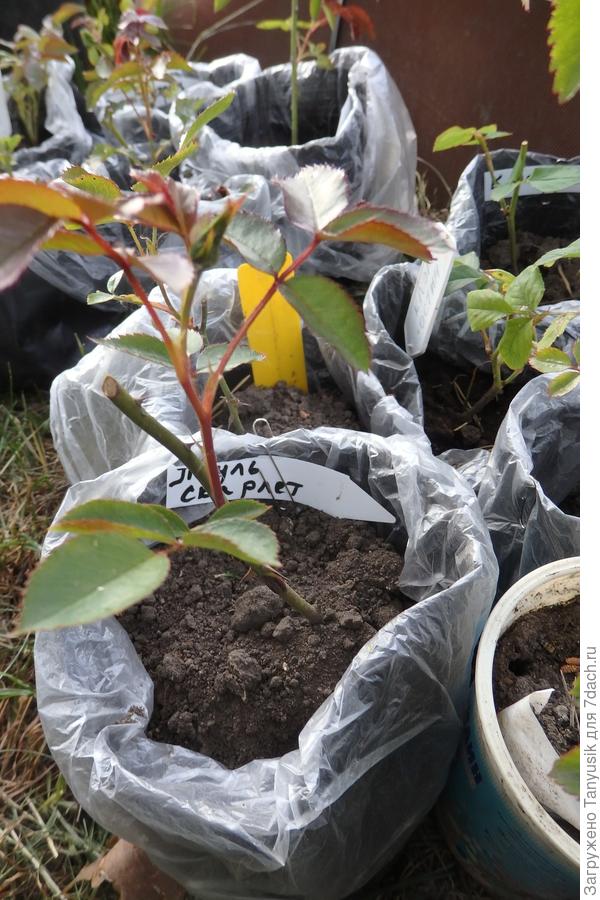 И плетистая с бутончиком